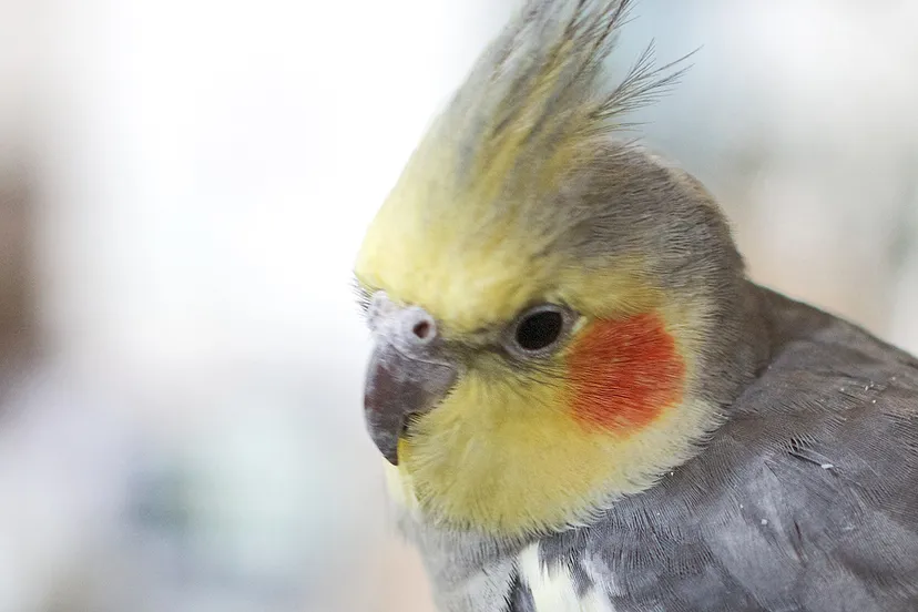 bird wing wildlife beak fauna lovebird 436110 pxherecom