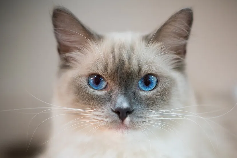 blue eyes cat 2602085 1920 pixabay