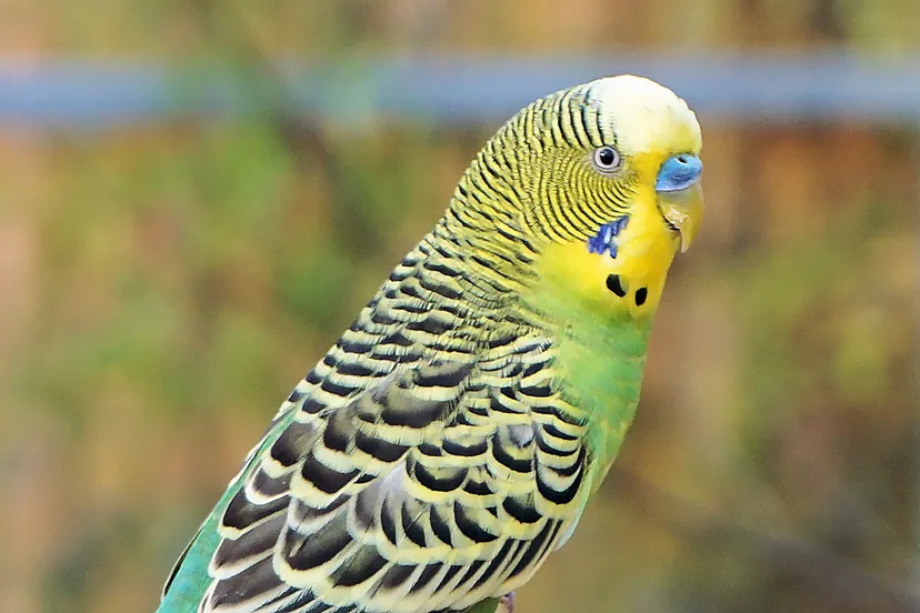 budgie 1043672 pixabay