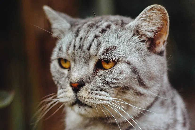 callum wale 5s0muxrgf6m unsplash