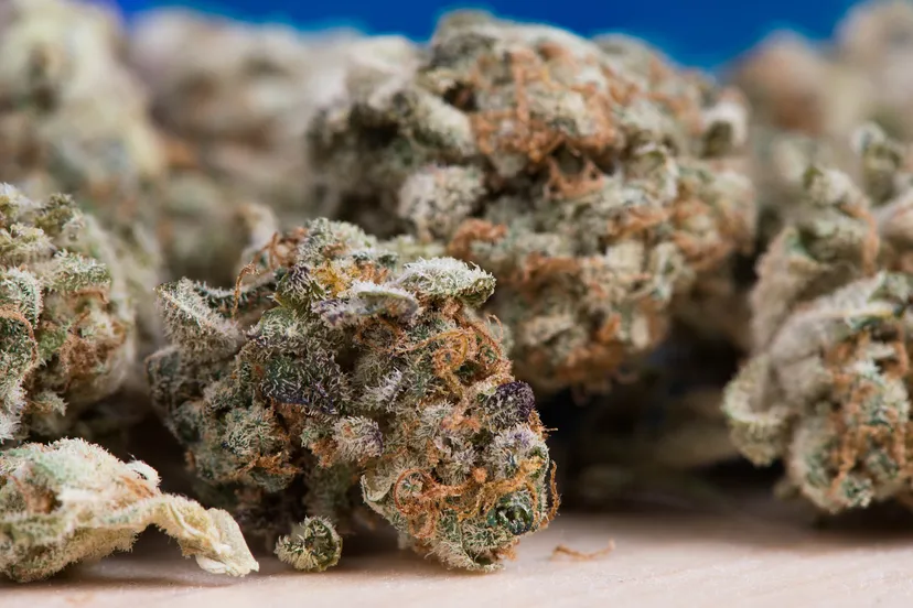 cannabis 2150543 1920 1 pixabay