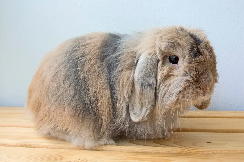 cashmere lop wiki