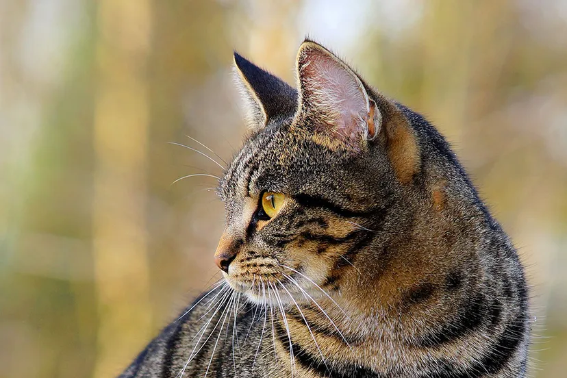 cat 1940487 1920 pixabay