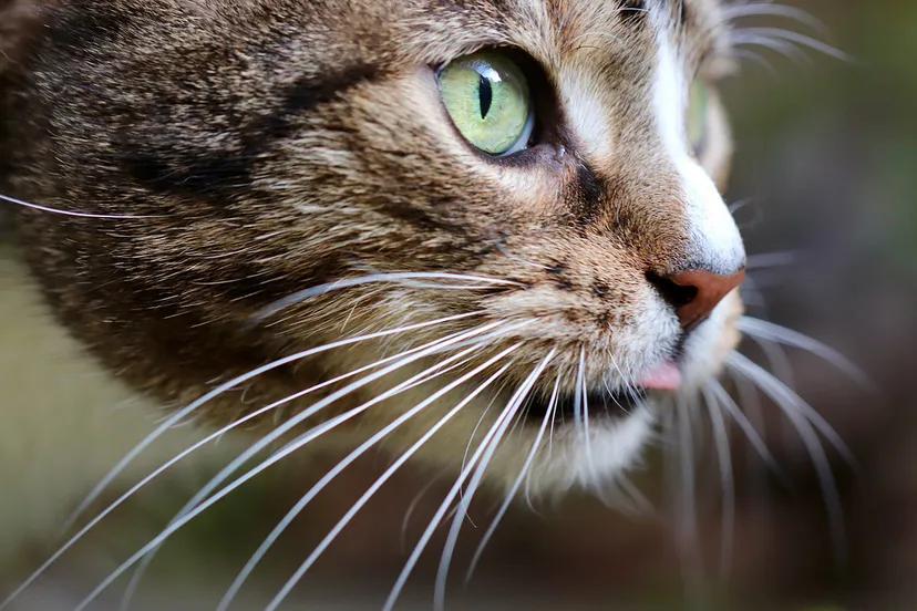 cat 4805756 1280 kopieren