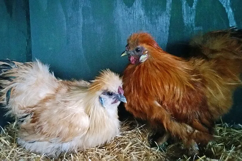 cdnnieuwsnl23234 wim 14e5ad5bd538852f3ba63338c8401363817de22a