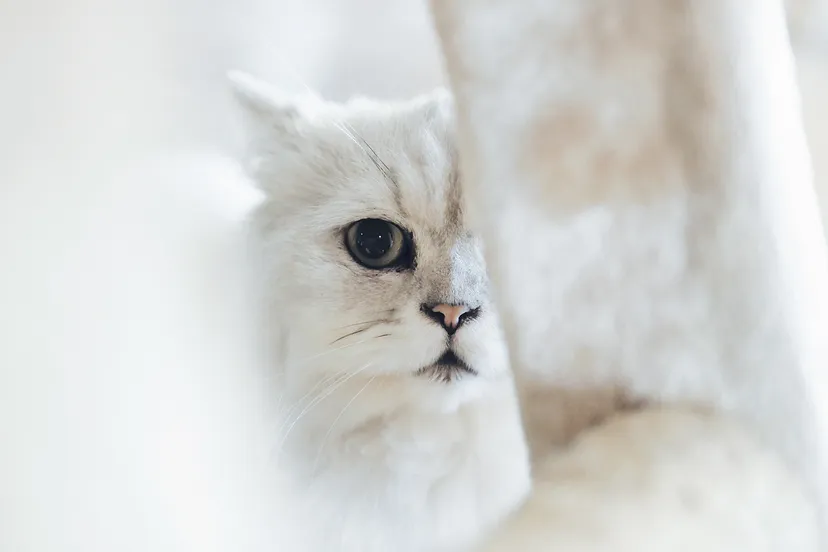 chen yi wen 777031 unsplash