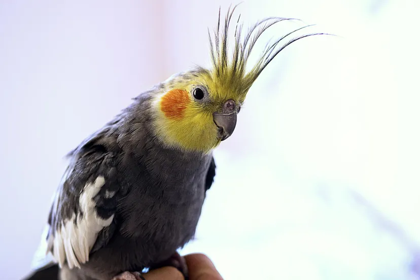 cockatiel 1213758 1920