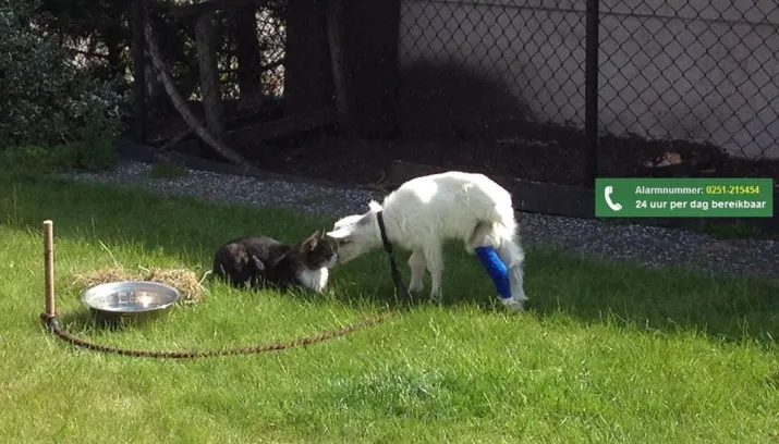 dierenambulance kennemerland 2