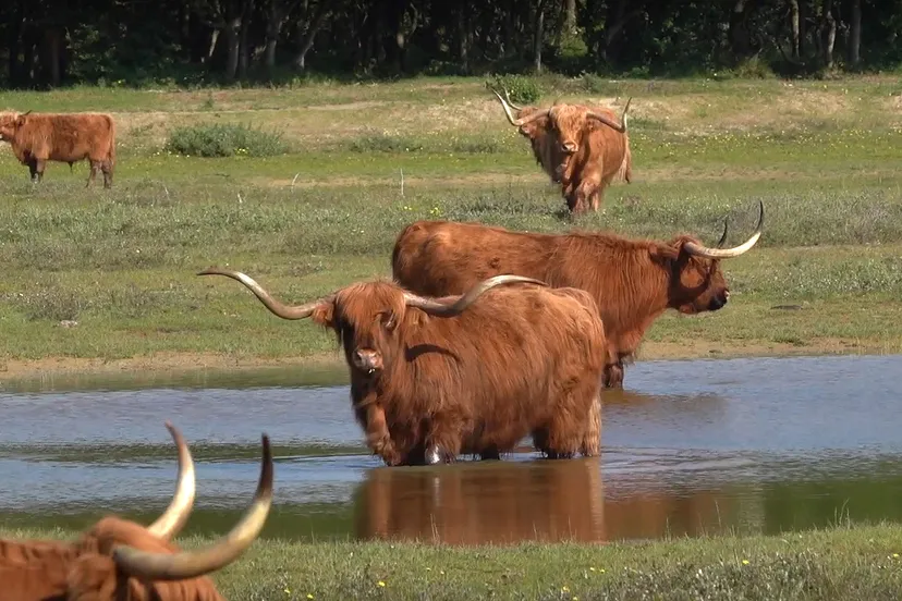 duinen rtv heemskerk