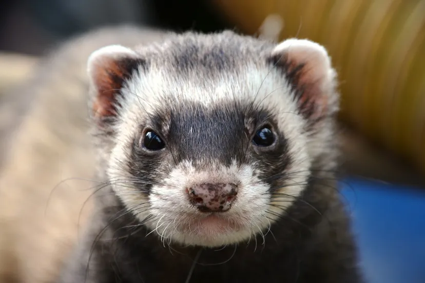 ferret 361580 1920