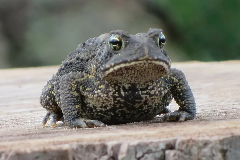 frog 184330 1280 pixabay