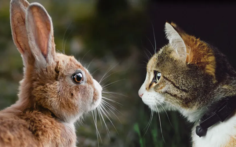 konijn kat unsplash 915x518 1