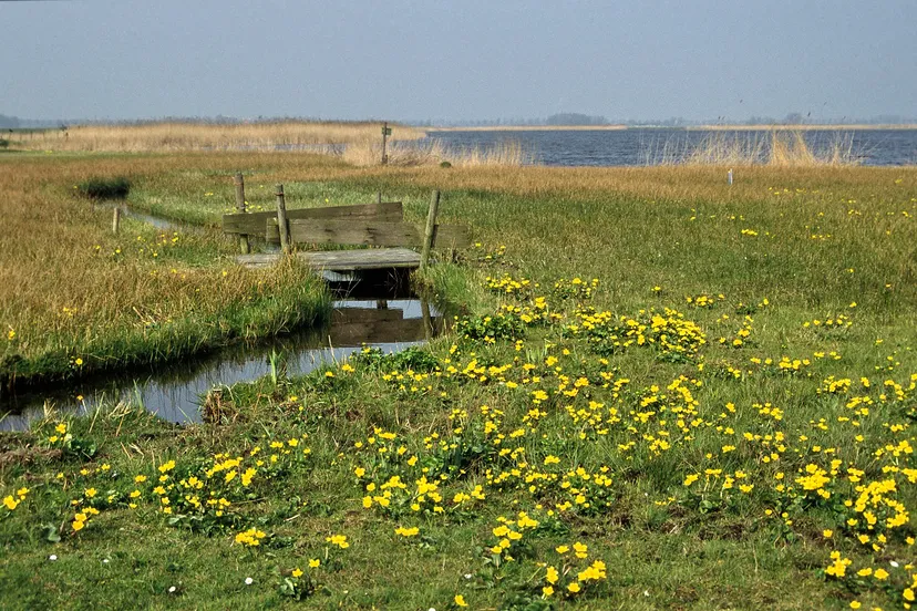 limmerdie jan de rooij 1500