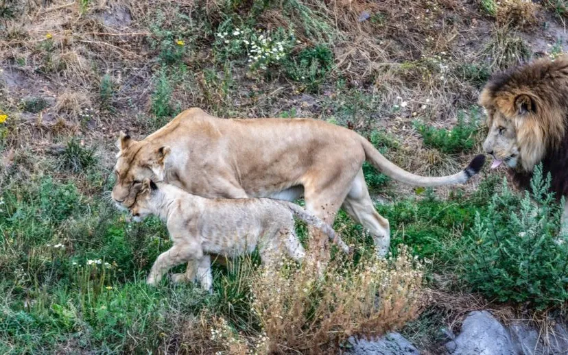 love is all around 915x518