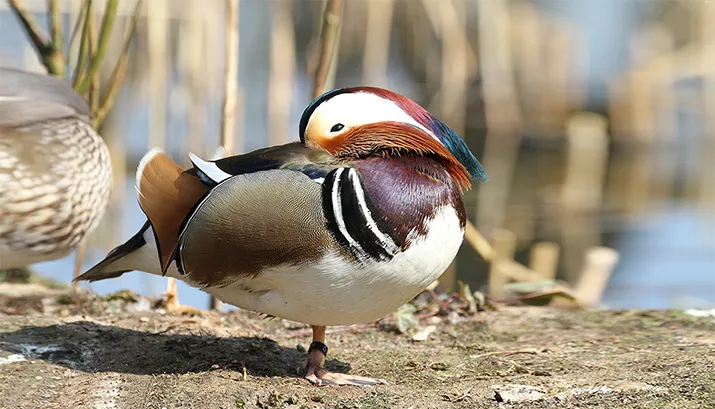 mandarijneend banner 2