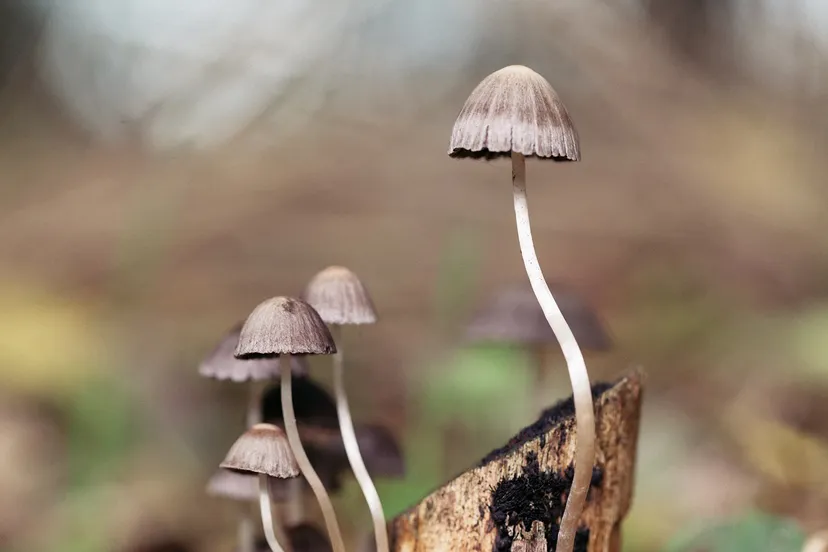 mushroom 1287425 1920 pixabay