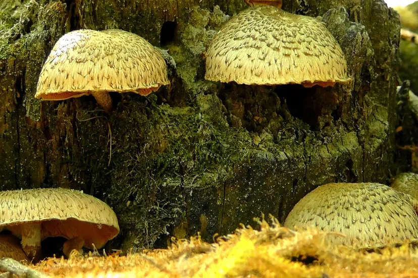 mushrooms 352409 1280