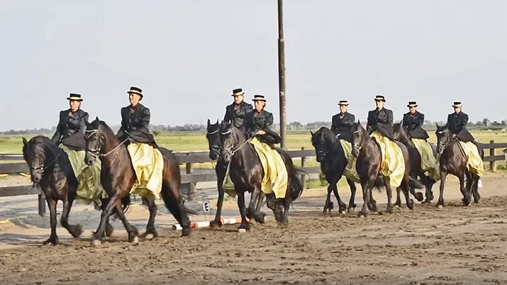 paardenshow uitgeest