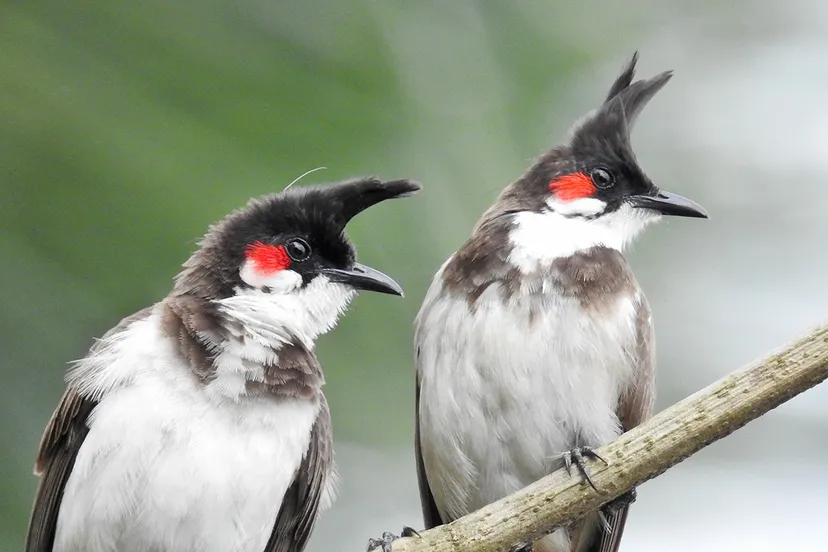 pair of red whiskerd bulbul pycnonotus jocosus 3 roodoorbuulbuul wiki