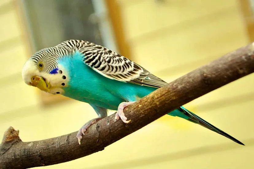 parakeet 244785 1920