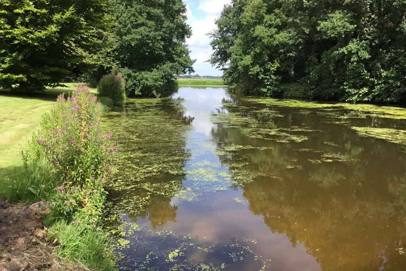 pb 08 3 flap en kroos in de singels is signaal voor slechtere waterkwaliteit 1