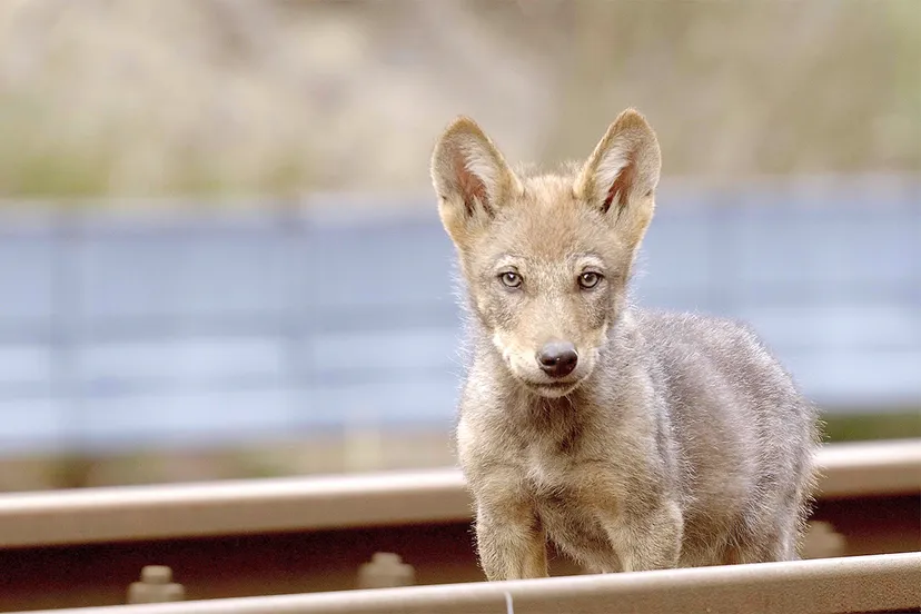 persfoto wolf st 20 jpg sd high photo by cees van kempen