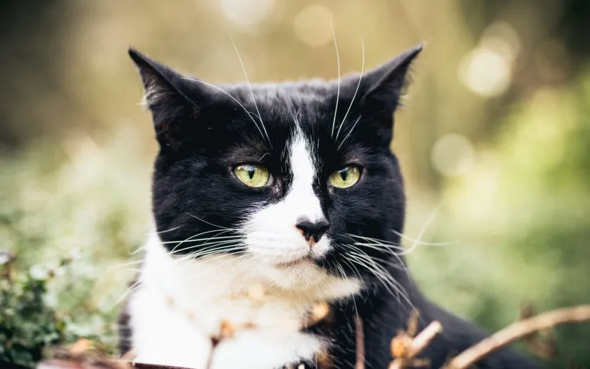 photo 1512427509653 96340e97ce7b 915x518