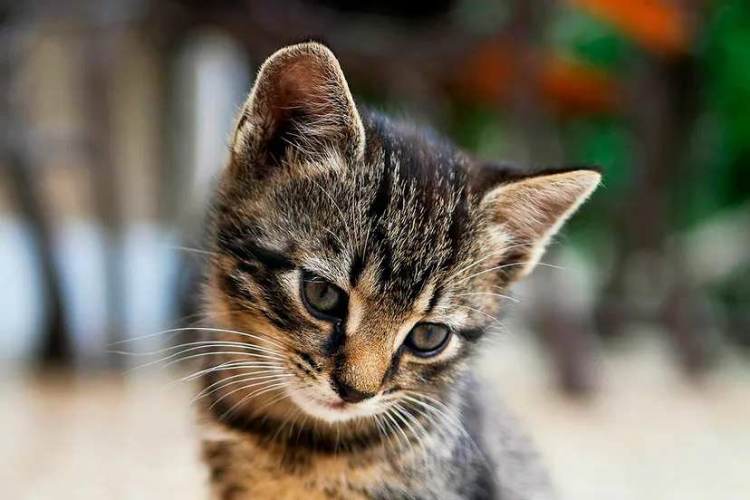 photo 1529778873920 4da4926a72c2