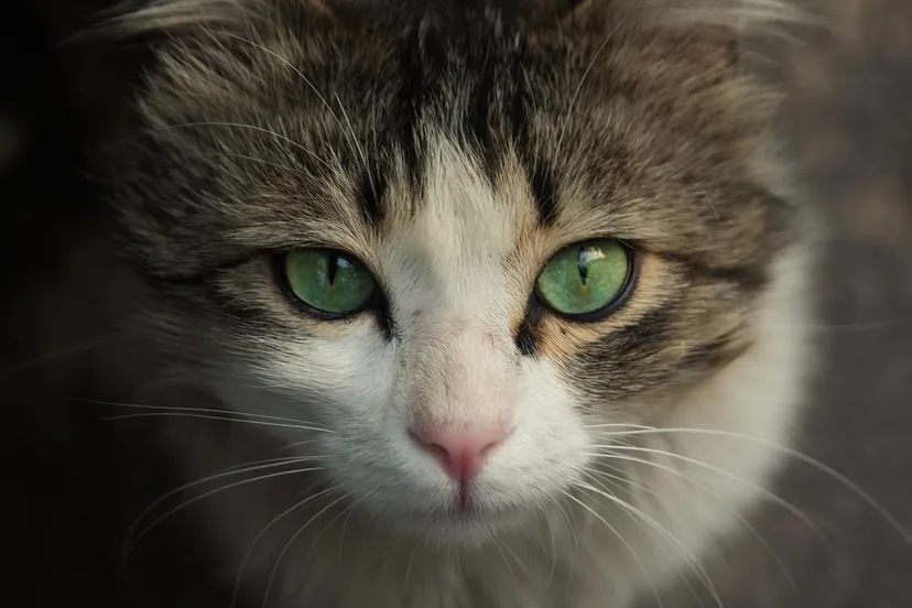 rafael ishkhanyan eohuarlryxw unsplash