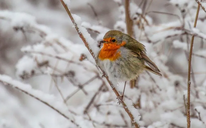 roodborstje1 915x518 1