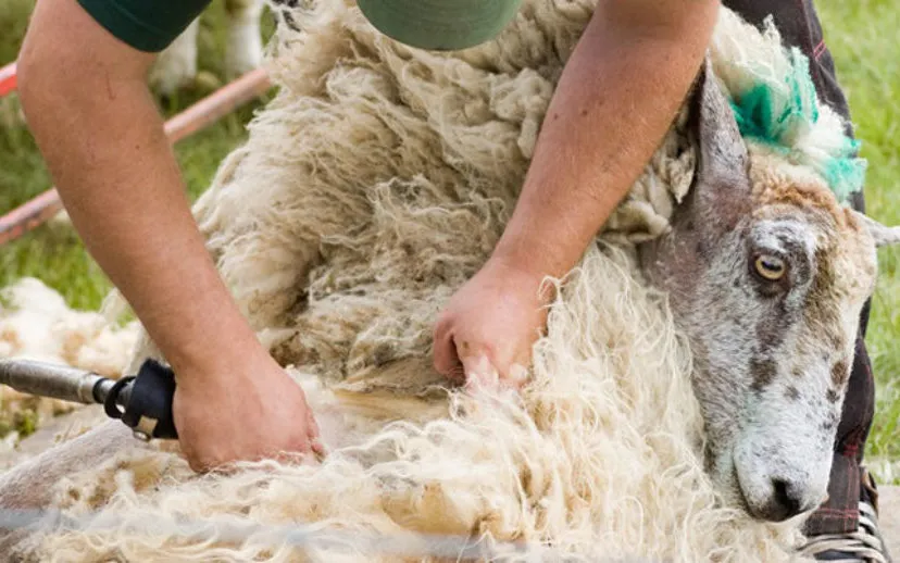 schapen scheren 715x402 915x518