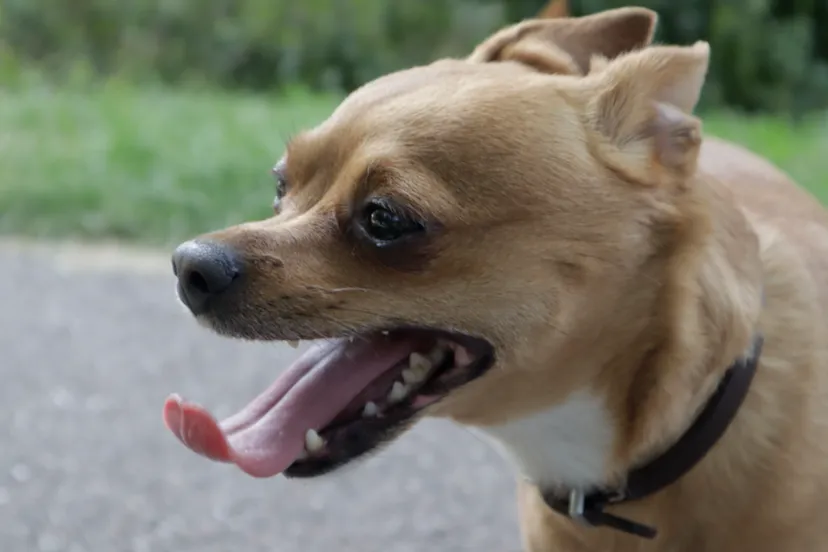 schermafbeelding 2019 07 25 om 220517