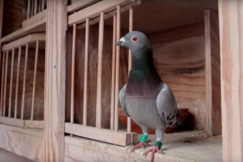 schermafbeelding 2019 08 22 om 131341