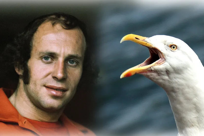 treytel meeuw wikipedia pixabay