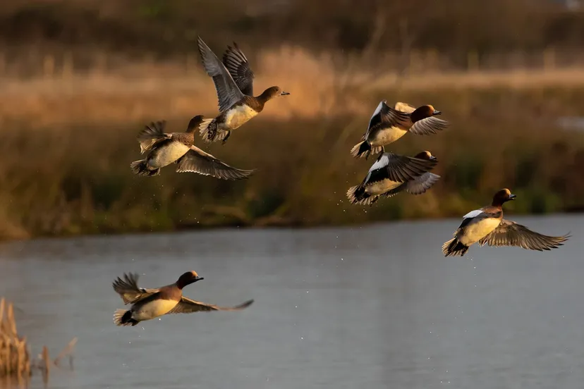 wigeon ducks 4741642 1280