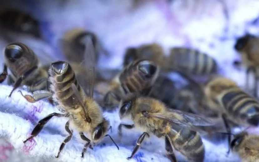 wim meijer fotografie 5i5a9940b 715x402 715x402 915x518 1