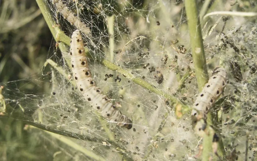 yponomeuta cagnagellus def 915x518