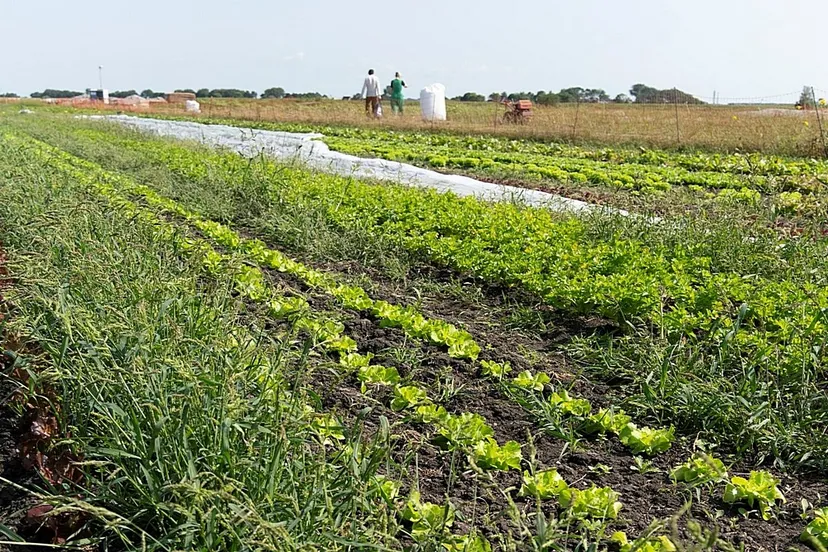 uitgifte rorik 17 augustus 2024 119