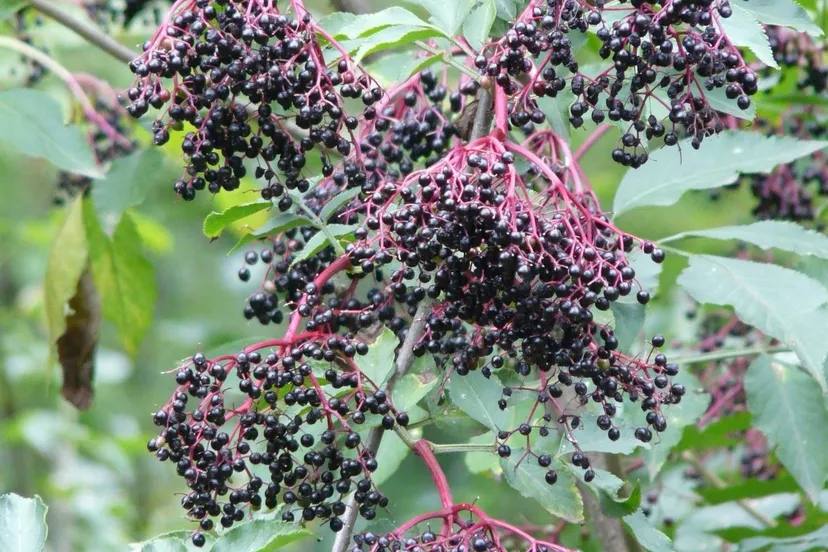 plant fruit berry flower food produce botany black blackberry elder berries shrub fruits lilac flowering plant elderberry holder bush sambucus nigra black elderberry land plant 1144796
