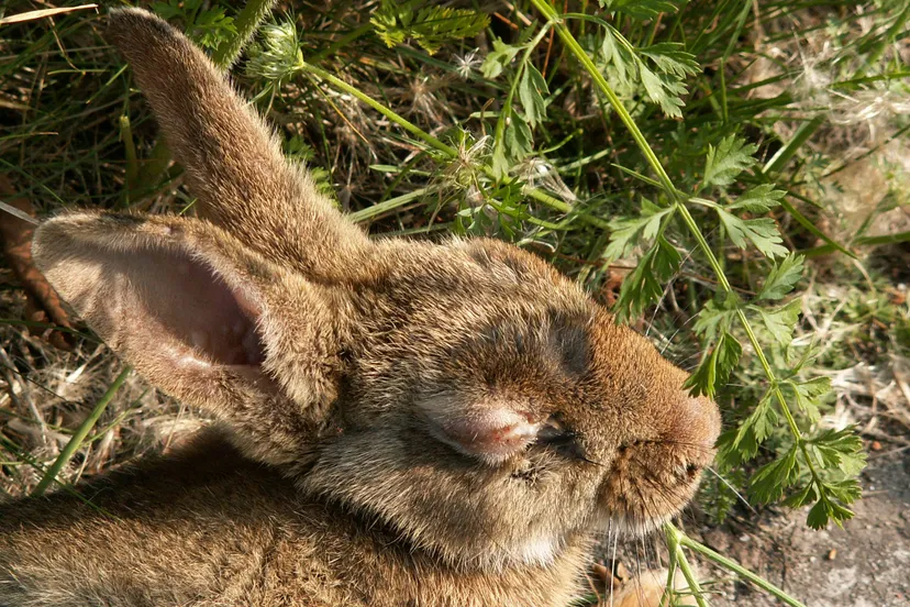 RabbitMyxomatoseHead