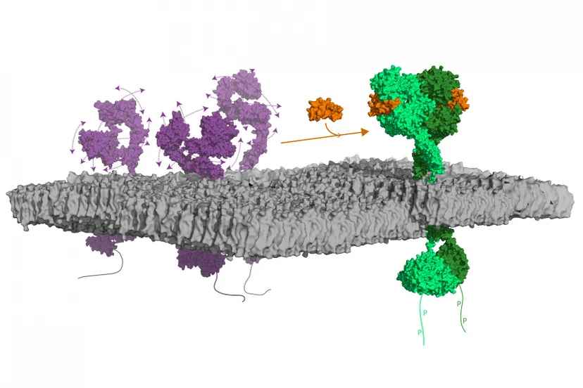 1920 egfr dancing white1