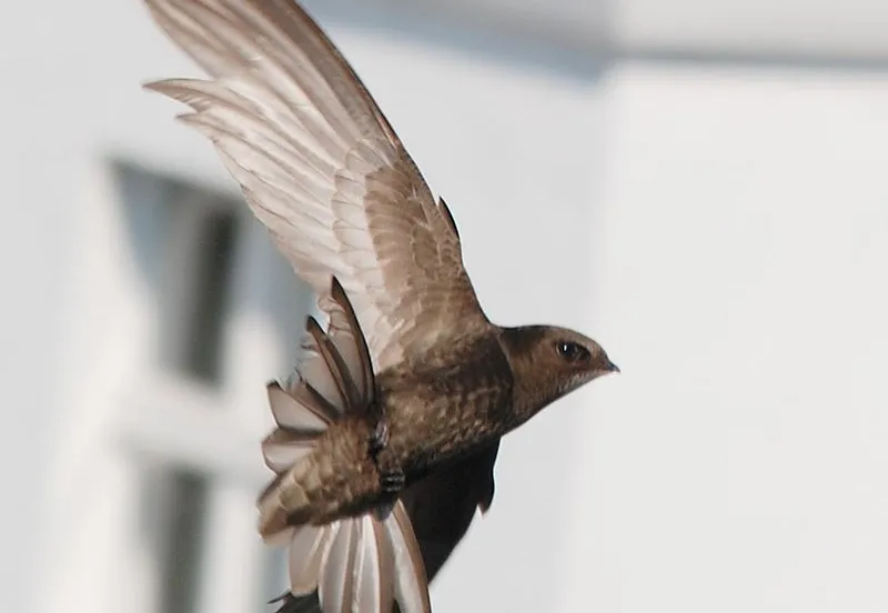 800px apusapusklausroggel01