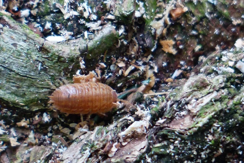 assel g7035f9de6 1920