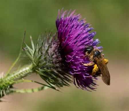 bandgroefbij fort everdingen