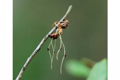 beta mier roel fleuren hz