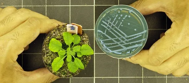 beta planten bacterien