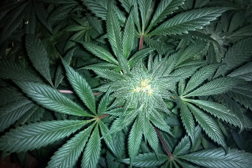 cannabis 313051 1280