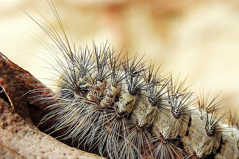 caterpillar 525341 1280 2