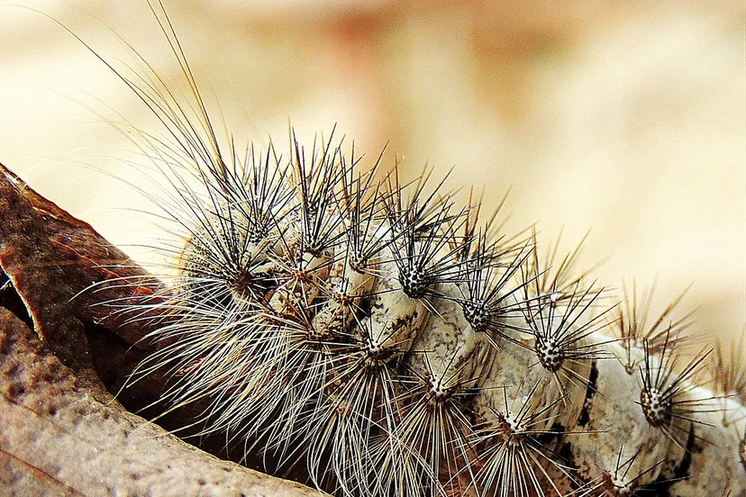 caterpillar 525341 1280 2