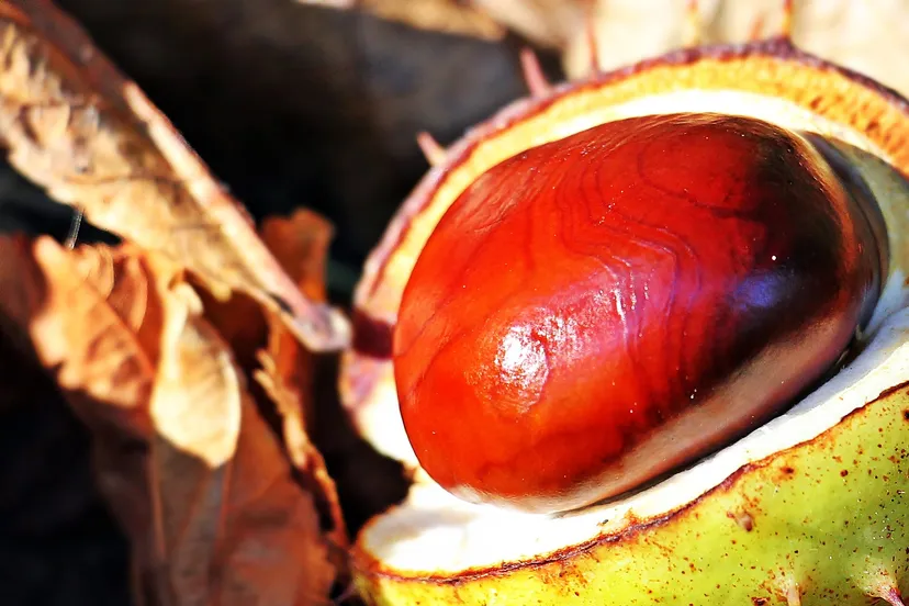 chestnut 1698683 1920